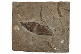 Fossil Ash Leaf (Fraxinus) - Nebraska #262741-1